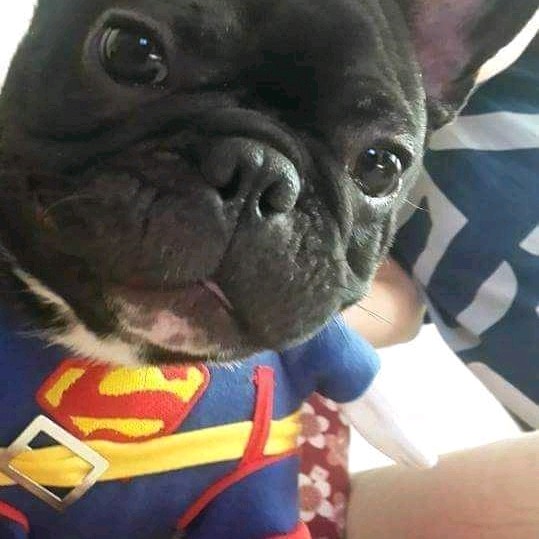 宇